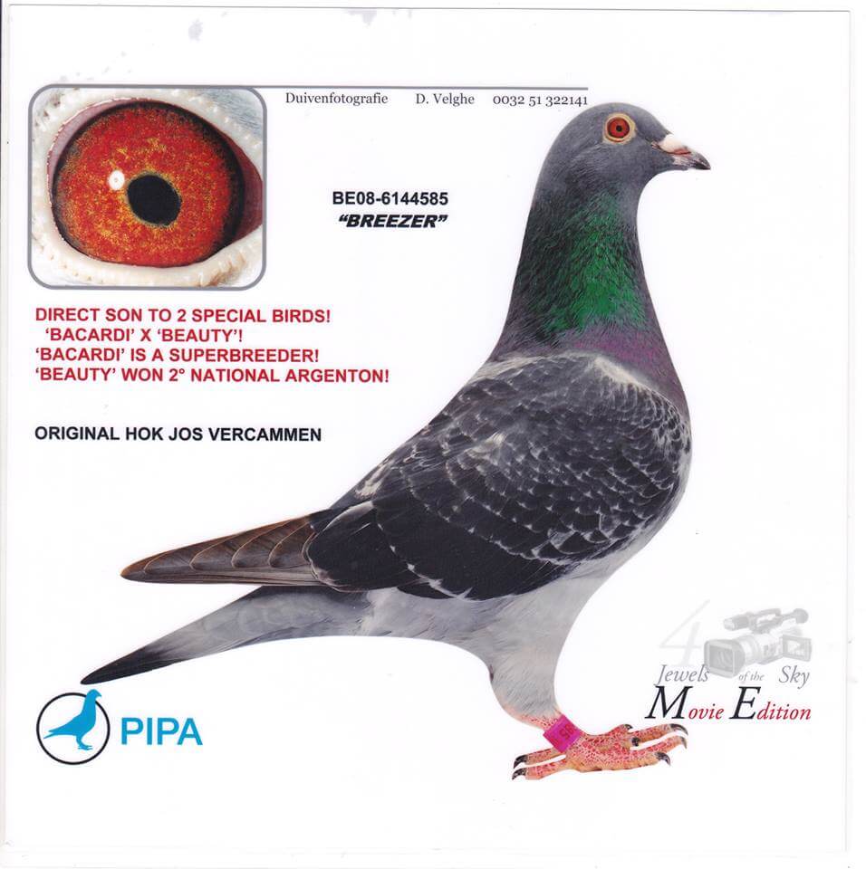 TR 20-160614 ERKEK - Winner Pigeons